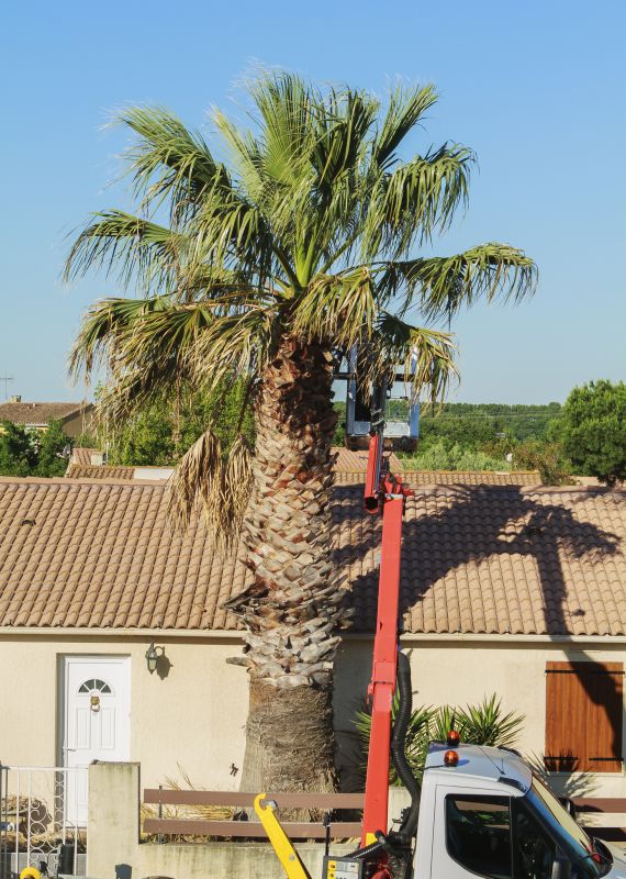 Palm Pruning detail