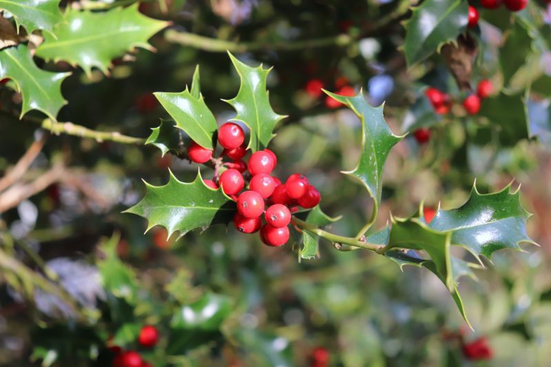 Holly Bushes Trimming in Ventura County, CA