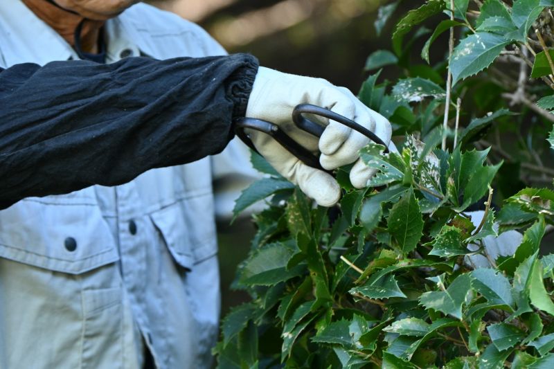 Honeysuckle Trimming in Aiken, SC