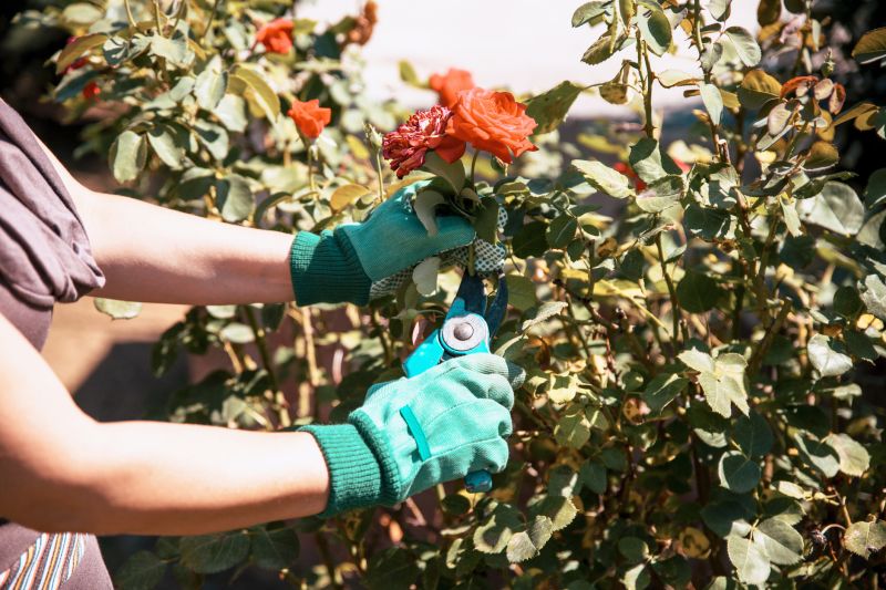Hydrangea Pruning in Rockwall, TX