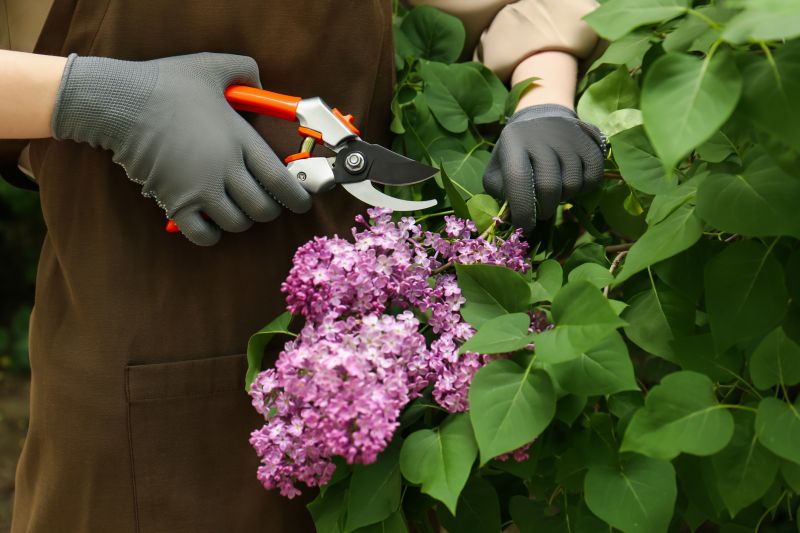 Hydrangea Pruning in Honolulu, HI