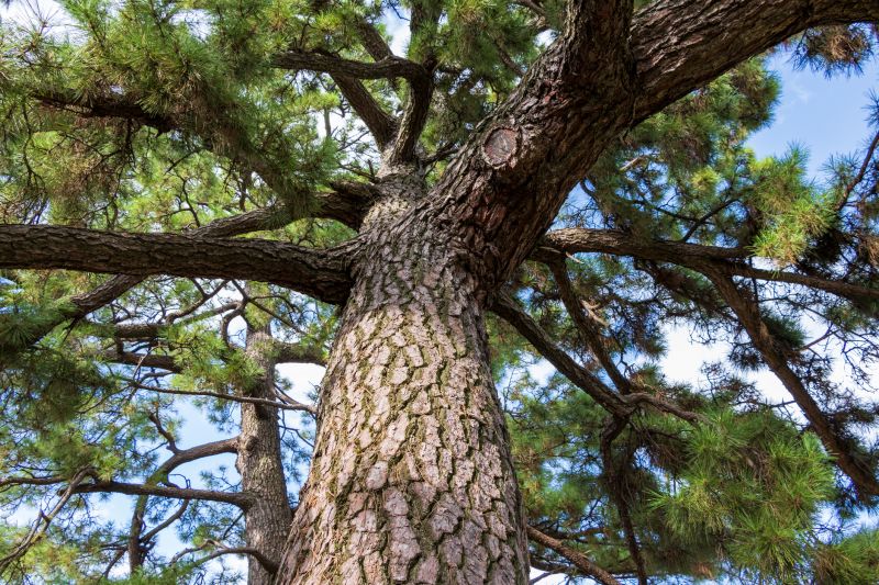 Juniper Pruning in Rockwall, TX