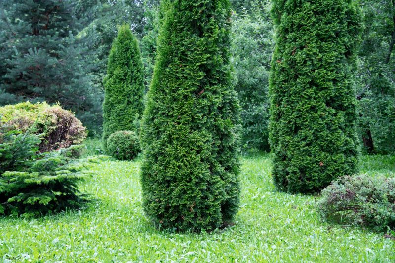 Juniper Pruning in Aiken, SC