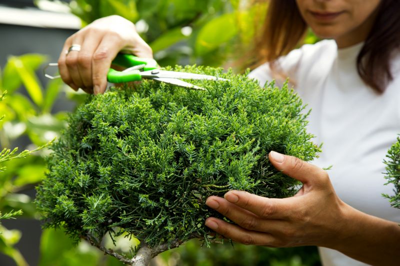 Juniper Trimming in Ventura County, CA
