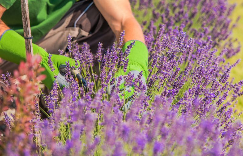 Lilac Trimming Service in Aiken, SC