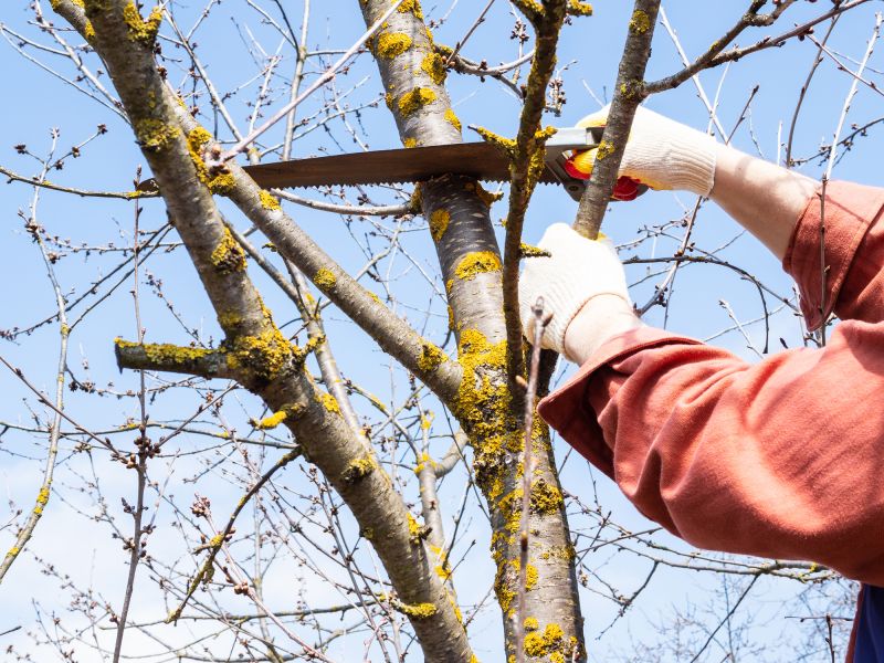 Limb Pruning in San Jose, CA