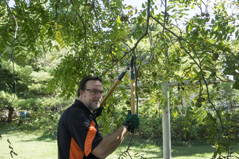 Limbs Trimming in Doylestown, PA