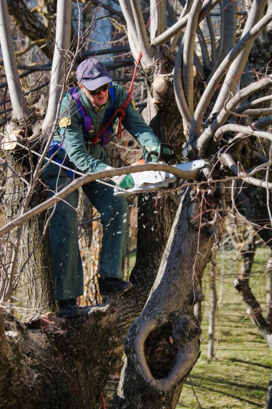 Magnolia Tree Pruning in San Jose, CA
