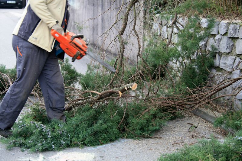 Mimosa Tree Removal in Aiken, SC