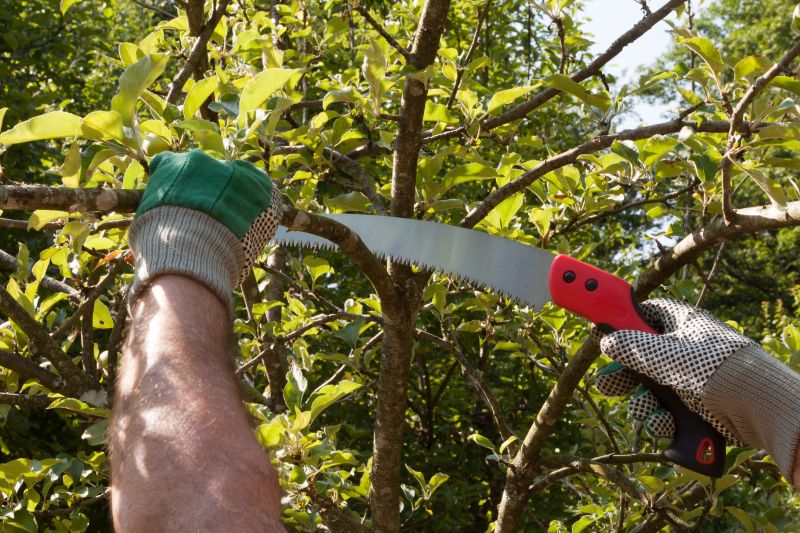 Orchard Tree Pruning in Reno, NV