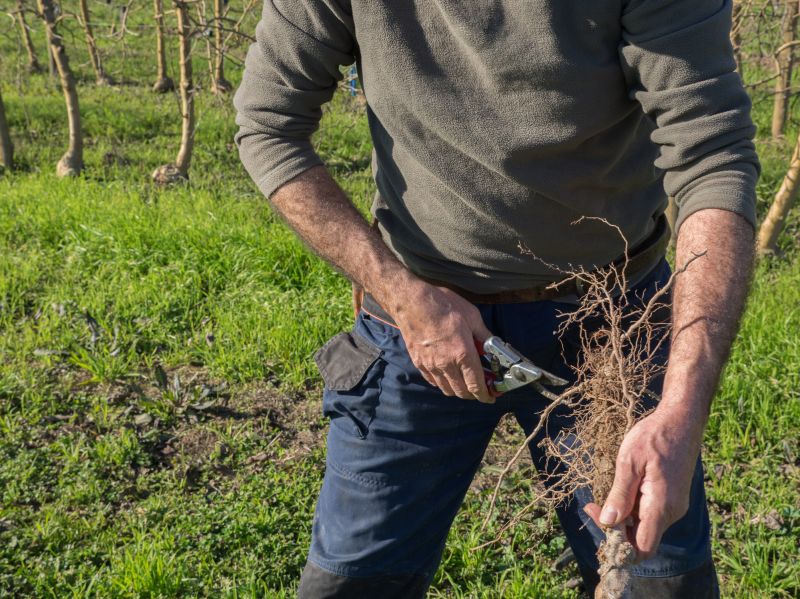 Orchard Tree Pruning in Allentown, PA