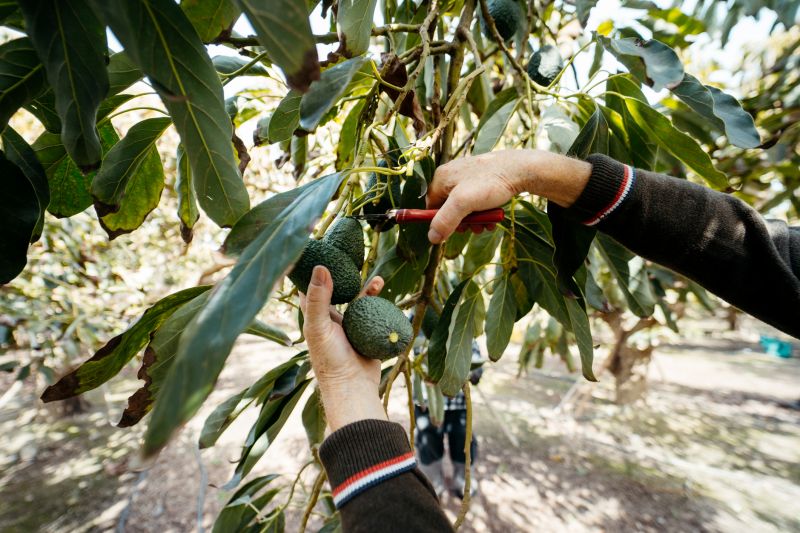 Pear Tree Pruning in San Jose, CA