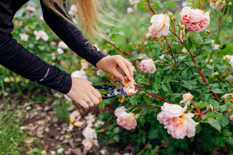 Rhododendron Pruning in Ventura County, CA