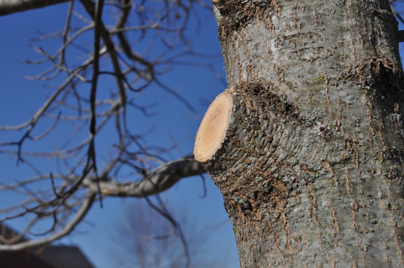 River Birch Trimming in Reno, NV