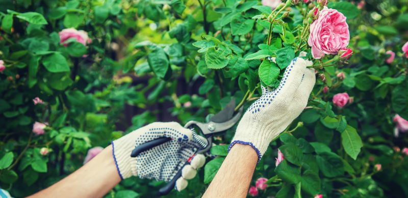 Rose Bush Pruning in Ventura County, CA