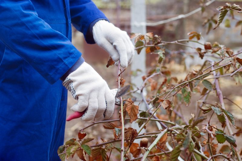 Shrub Pruning in Ventura County, CA