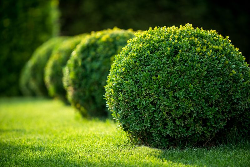 Shrub Pruning in Aiken, SC
