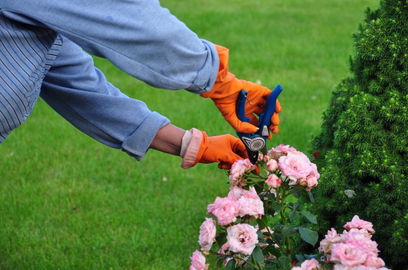Shrubs Removal in Aiken, SC