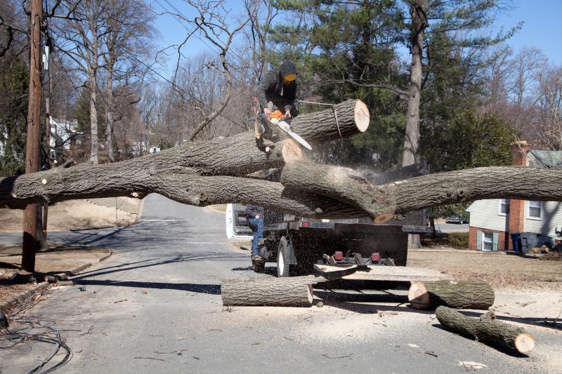 Spruce Tree Removal in Aiken, SC