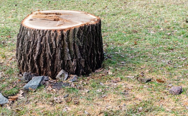 Stump Removal Service in Aiken, SC