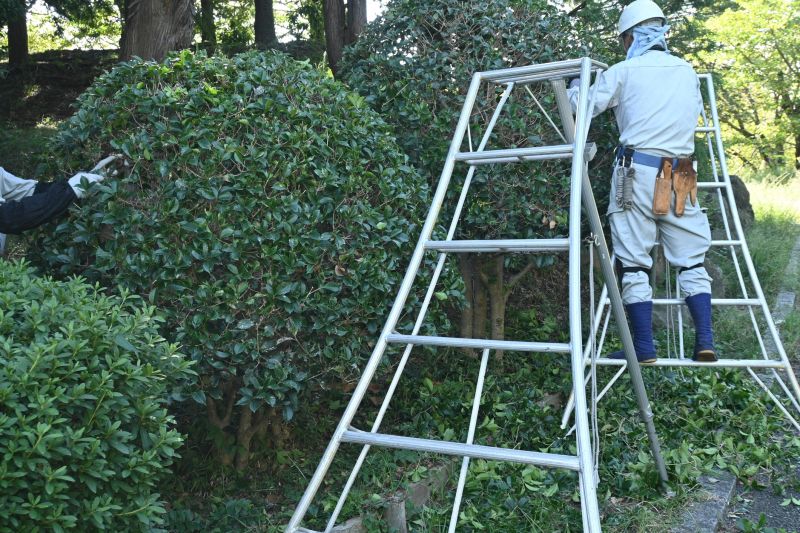 Topiary Shaping in Aiken, SC