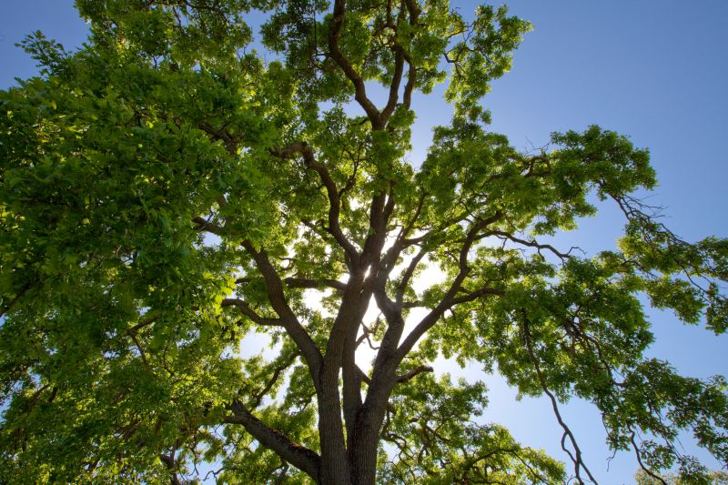 Tree Crown Shaping in San Jose, CA