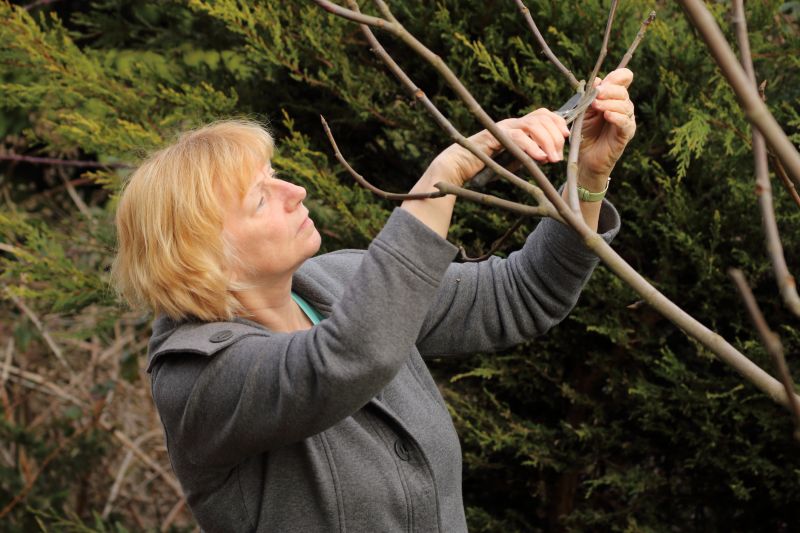 Tree Pruning in San Jose, CA