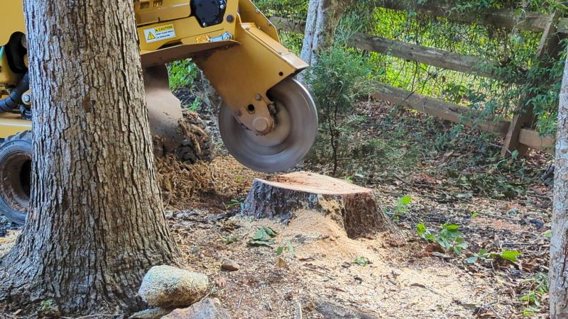 Tree Root Grinding in Aiken, SC