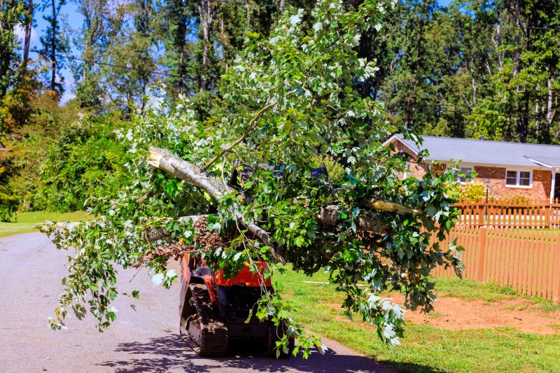 Tree Service in Allentown, PA