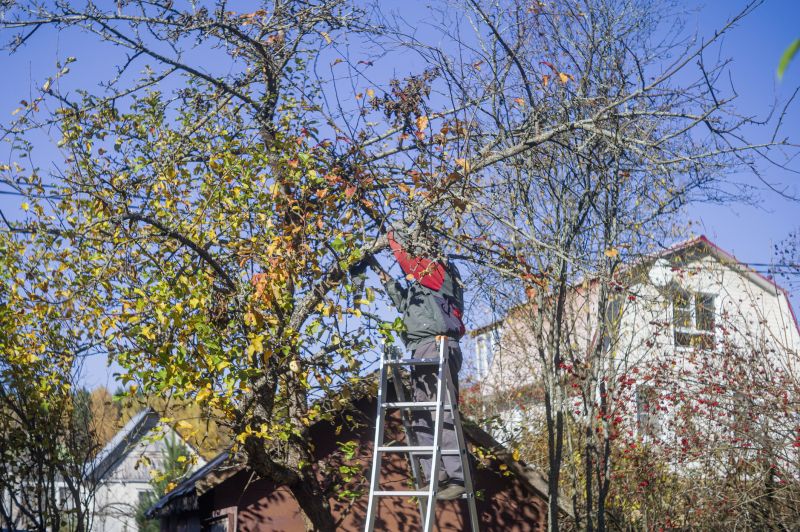 Tree Service in San Jose, CA