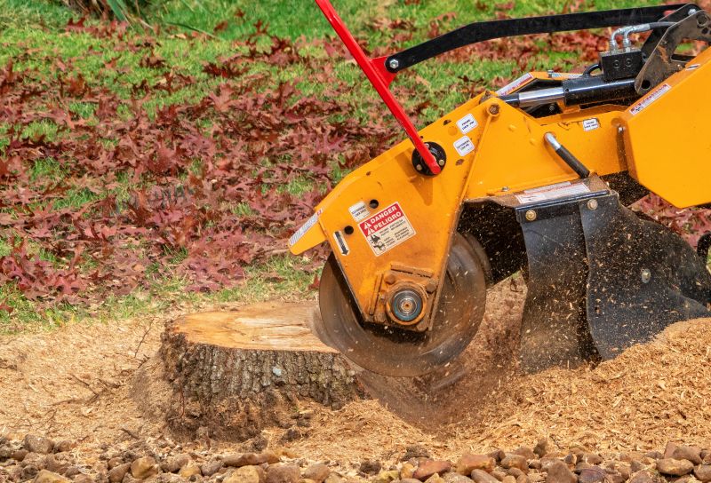 Tree Stump Removal in Waldorf, MD