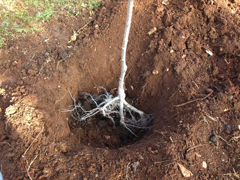 Tree Trunk Removal in Aiken, SC