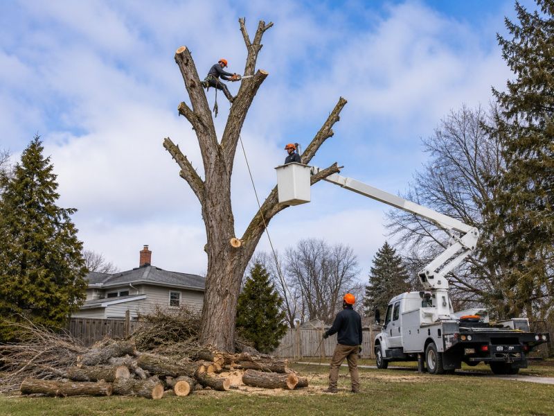 Willow Tree Removal in Aiken, SC