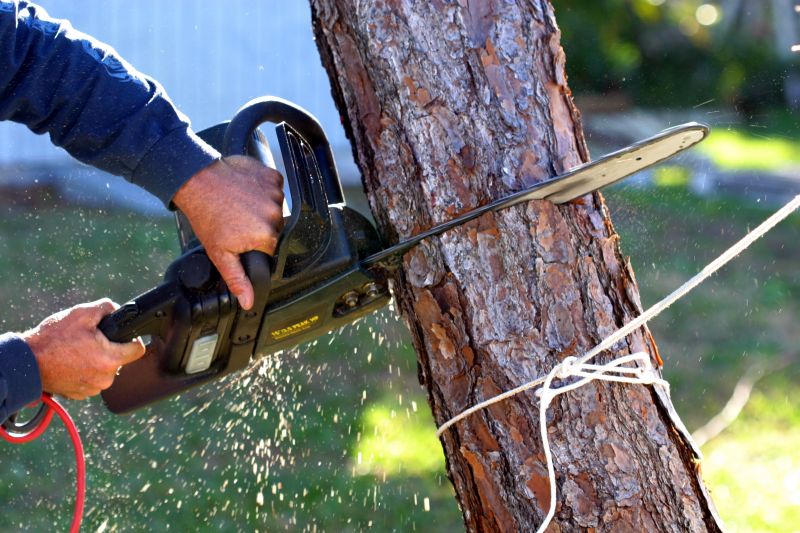 Willow Tree Removal in Reno, NV